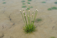 Eriocaulon cinereum