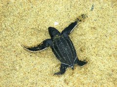 Dermochelys coriacea