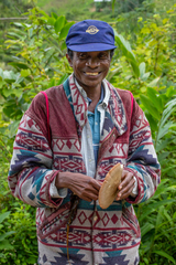Volvariella volvacea