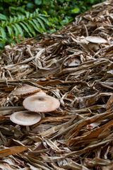 Volvariella volvacea
