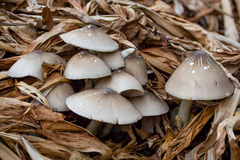 Volvariella volvacea