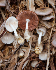 Volvariella volvacea