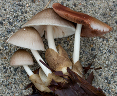 Volvariella volvacea
