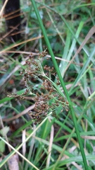Juncus effusus