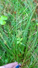 Juncus effusus