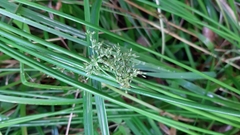 Juncus effusus