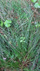 Juncus effusus