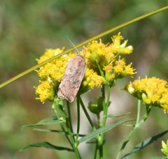 Euagrotis