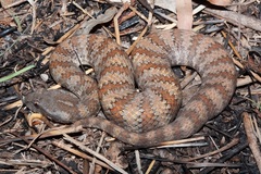 Northern Death Adder photo 3