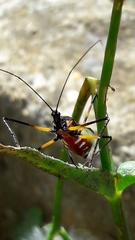 Zelus errans
