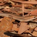 Brown Bicarinate Rainbow Skink - Photo (c) dhfischer, some rights reserved (CC BY-NC), uploaded by dhfischer