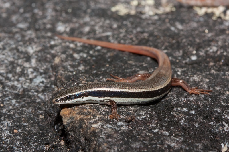 Fire-Tailed Skink