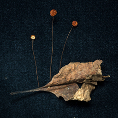 Marasmius brunneoaurantiacus