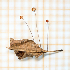 Marasmius brunneoaurantiacus