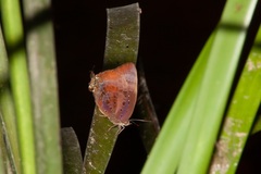 Arhopala micale