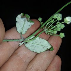 Funastrum pannosum