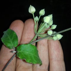 Funastrum pannosum