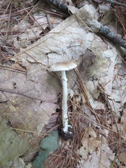 Amanita solaniolens