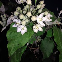 Funastrum pannosum