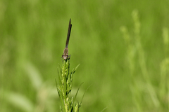 Argia sedula