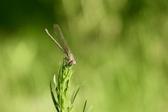 Argia sedula