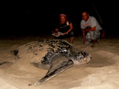 Dermochelys coriacea