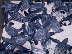 Dermochelys coriacea