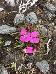 Dianthus glacialis