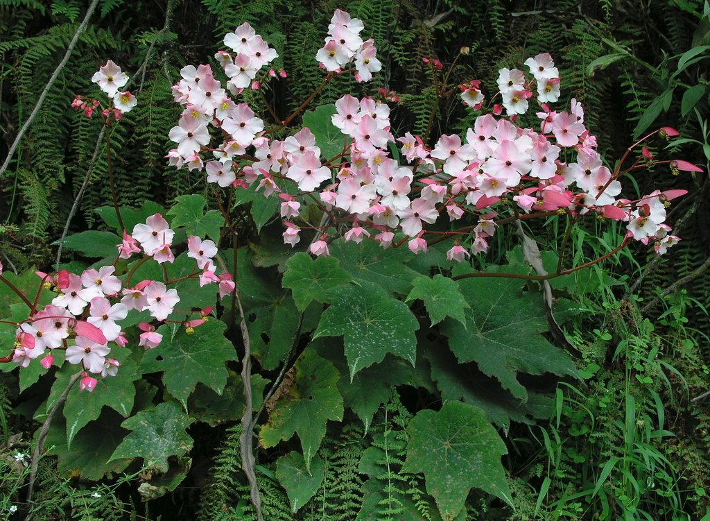 Begonia acerifolia · iNaturalist Ecuador