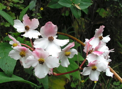 Begonia acerifolia