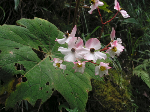 Image of Begonia acerifolia by (c) desertnaturalist, some rights reserved (CC BY)