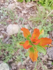 Castilleja glandulosa