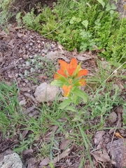 Castilleja glandulosa