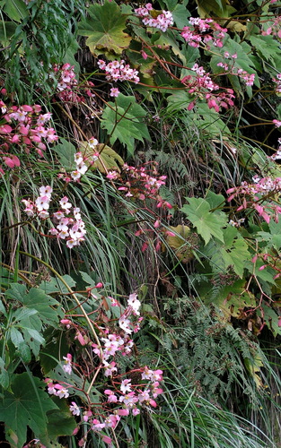 Image of Begonia acerifolia by (c) desertnaturalist, some rights reserved (CC BY)