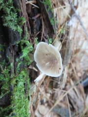 Pluteus hongoi