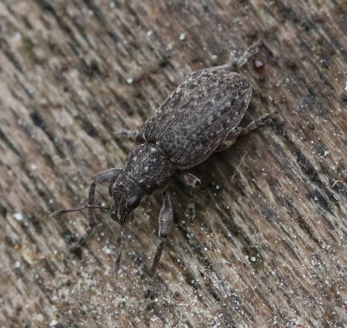 Coelositona cambricus