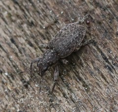 Coelositona cambricus