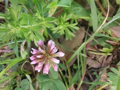 Trifolium amabile