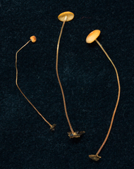 Marasmius nummularius
