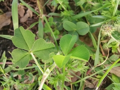 Trifolium amabile