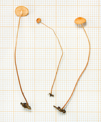 Marasmius nummularius