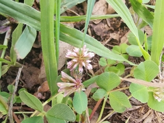 Trifolium amabile