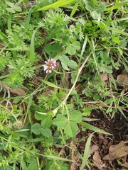 Trifolium amabile