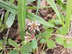 Trifolium amabile