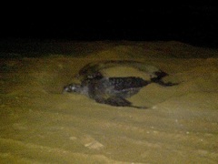 Dermochelys coriacea