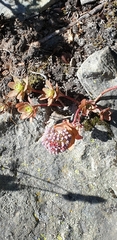 Hylotelephium anacampseros