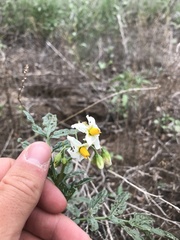 Solanum jamesii