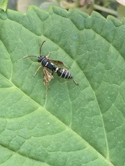 Psammaletes mexicanus