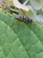 Psammaletes mexicanus