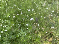 Galium mexicanum
